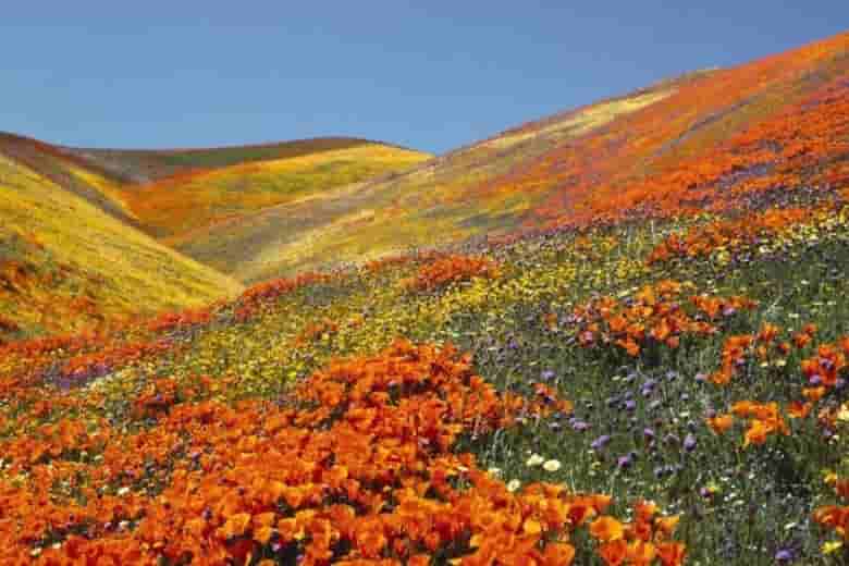 Chardham with Valley of Flower